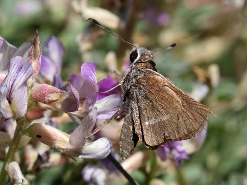 Photo: US-WhiteBarredSkipper3.jpg