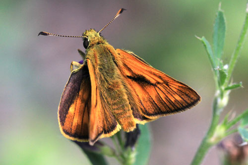 Photo: venatus