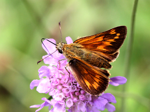 Photo: venatus31.jpg