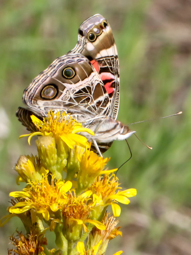 Photo: virginiensis