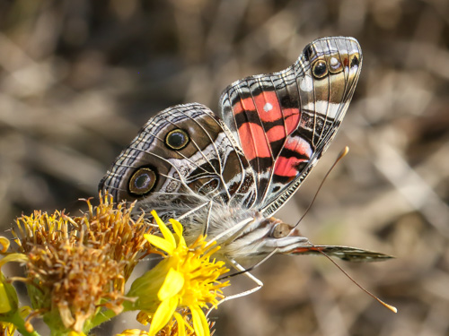 Photo: virginiensis