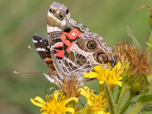 Photo: virginiensis