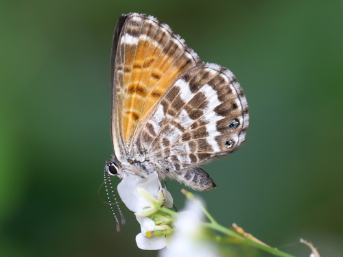 Photo: webbianus
